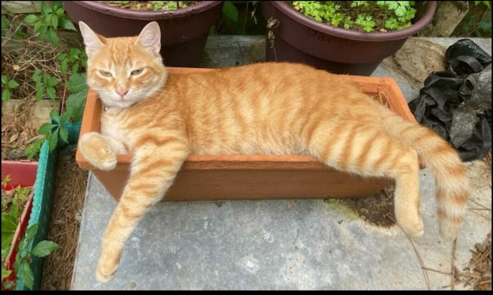 Image of Cheeto (Chester), Lost Cat