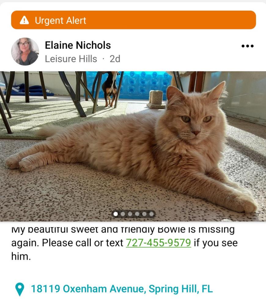 Image of Bowie, Lost Cat