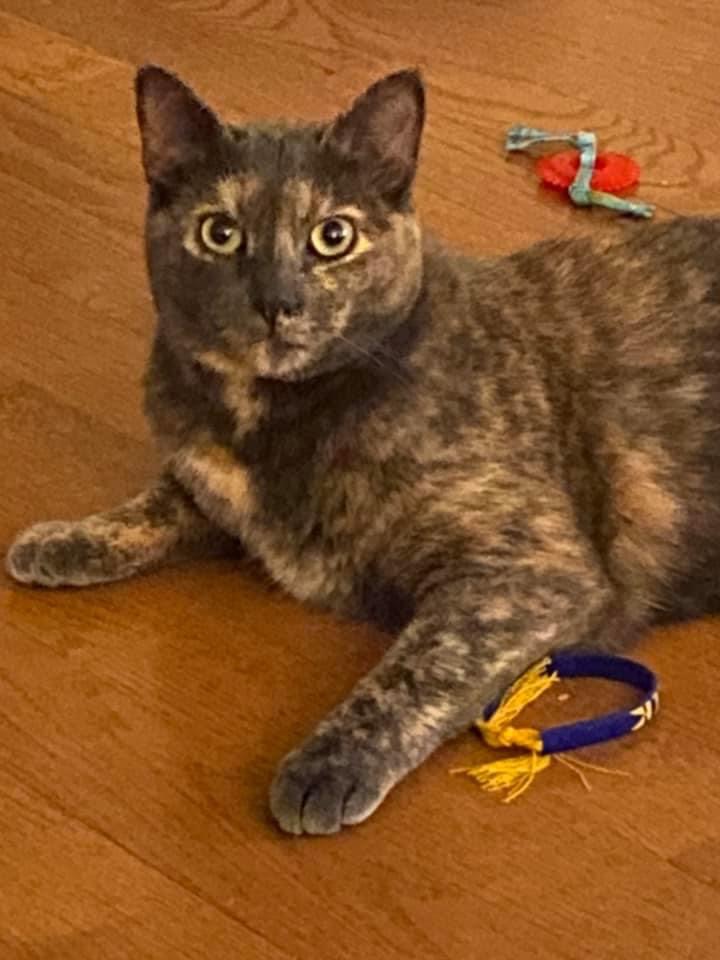 Image of Roxie, Lost Cat
