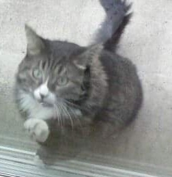 Image of Macy, Lost Cat
