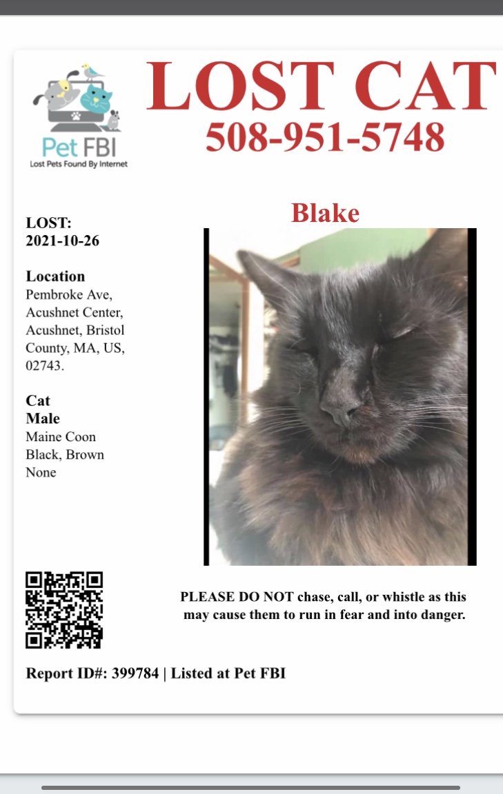 Image of Blake, Lost Cat
