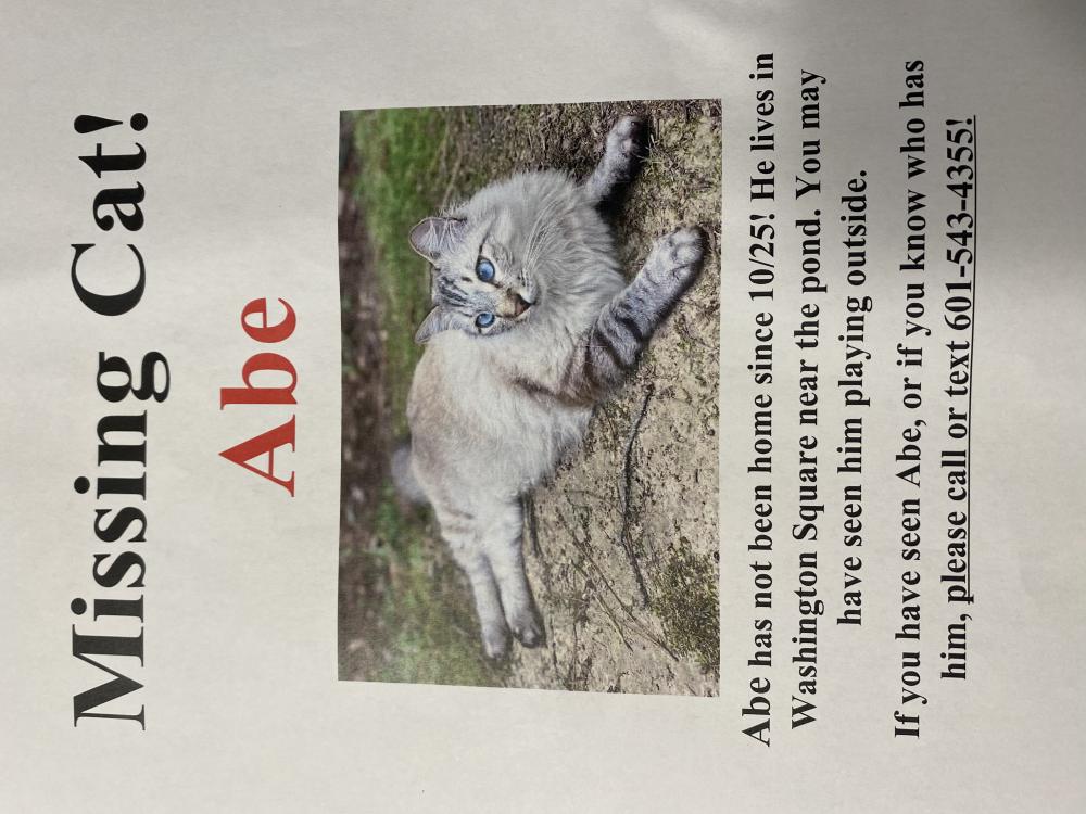 Image of Abe, Lost Cat