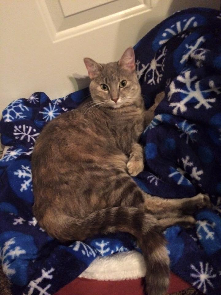 Image of Ame, Lost Cat