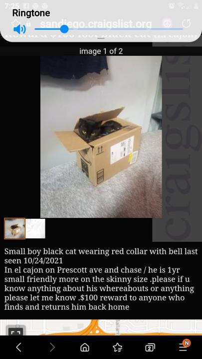 Image of meowmeow, Lost Cat