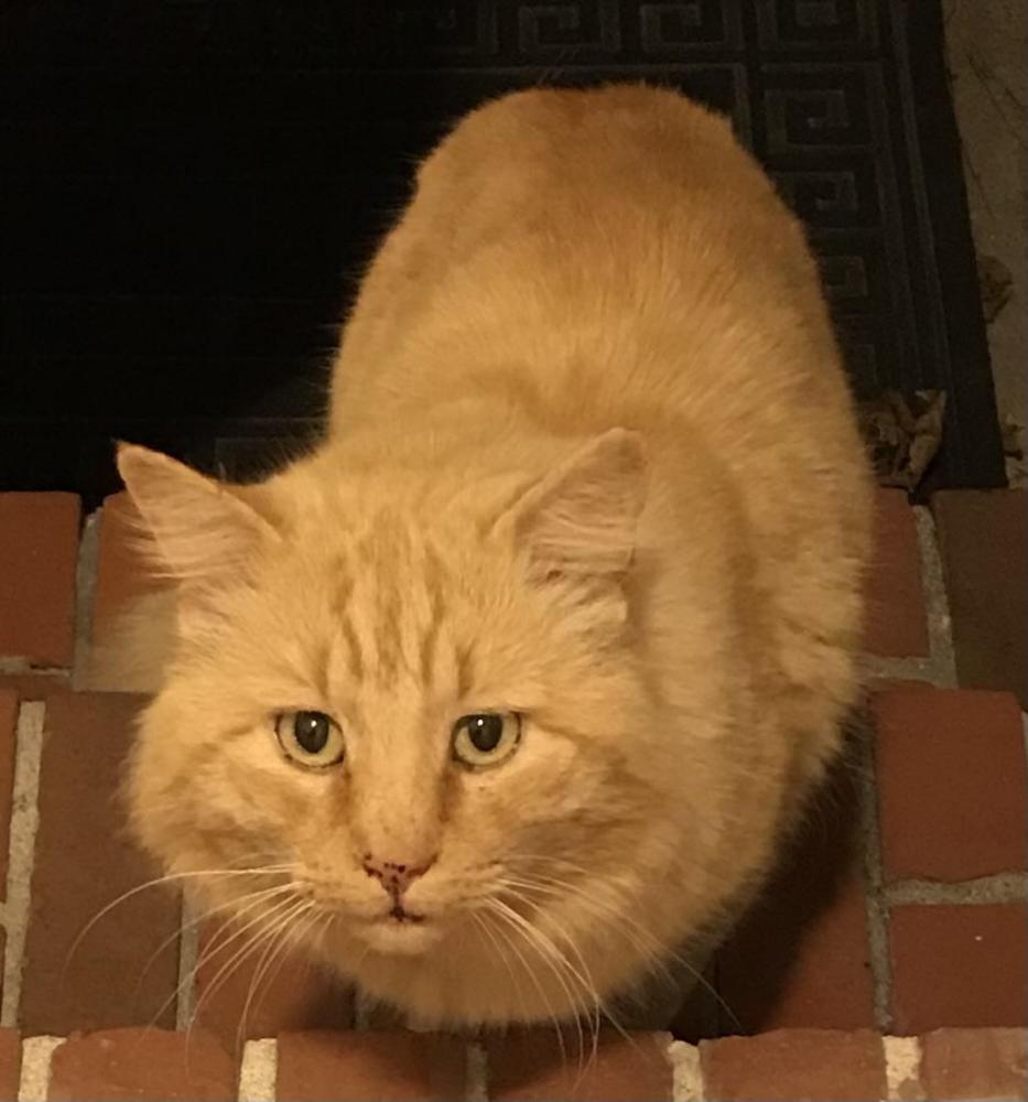 Image of Yellow Cat, Lost Cat