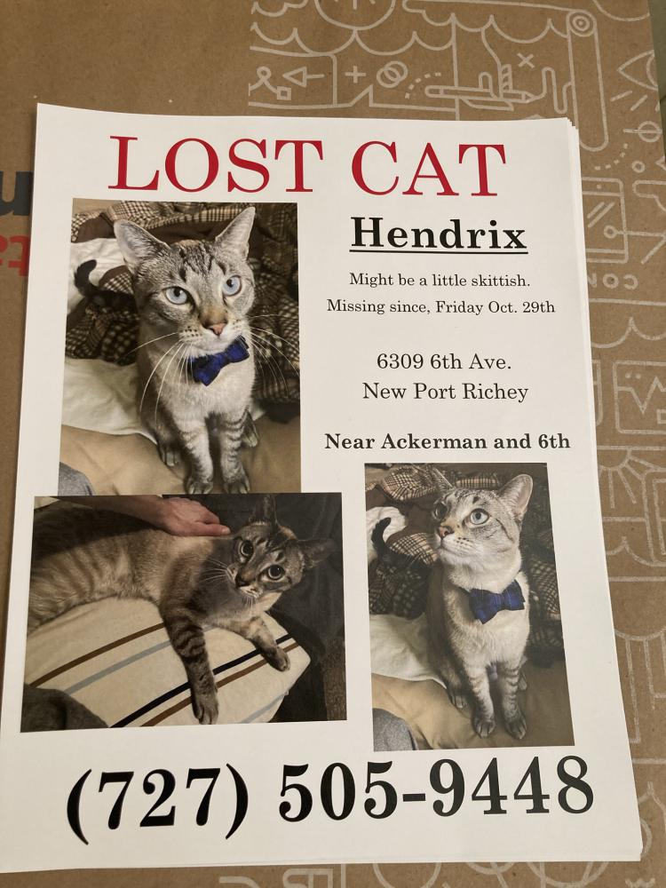 Image of Hendrix, Lost Cat