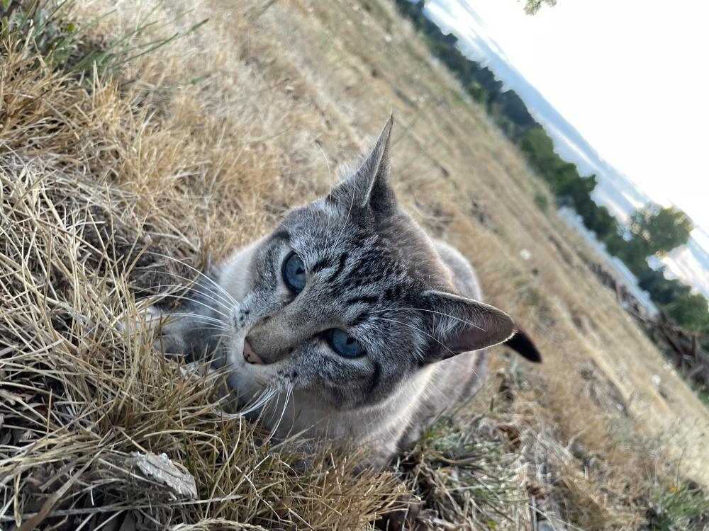 Image of Mr. Meowgi, Lost Cat