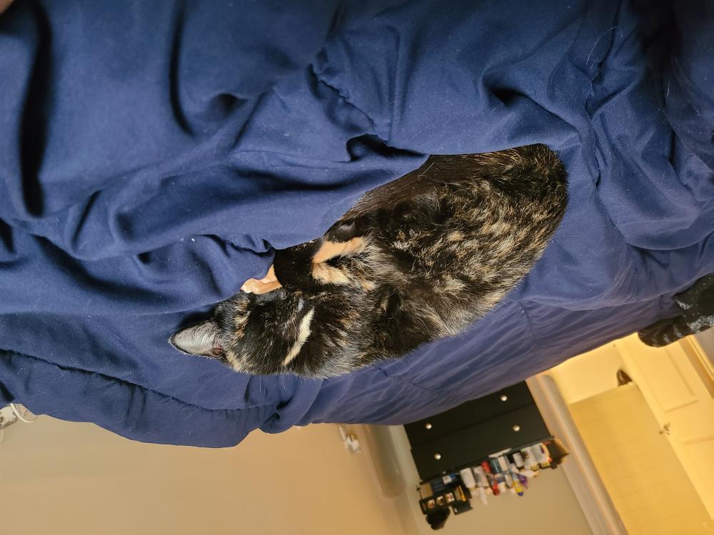 Image of Vanilla Skye, Lost Cat