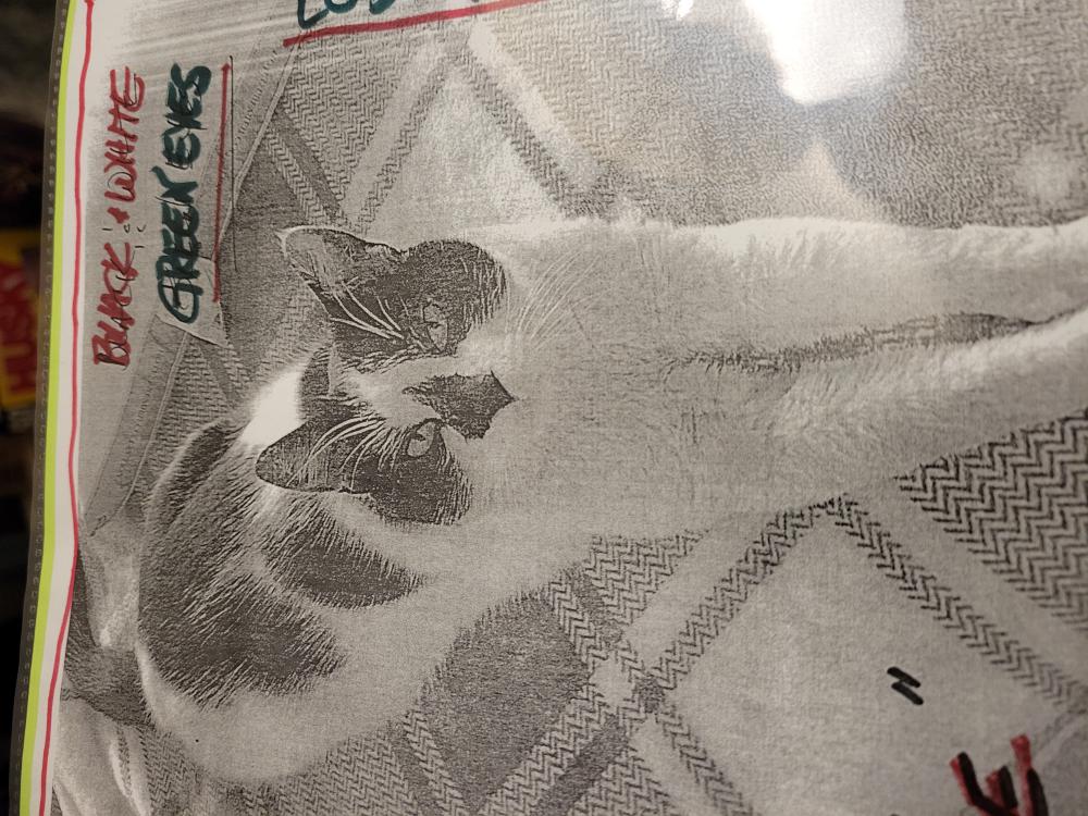 Image of Bernie, Lost Cat