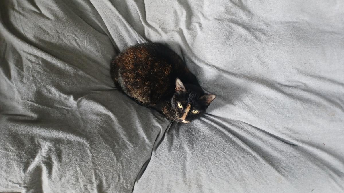 Image of zoey, Lost Cat