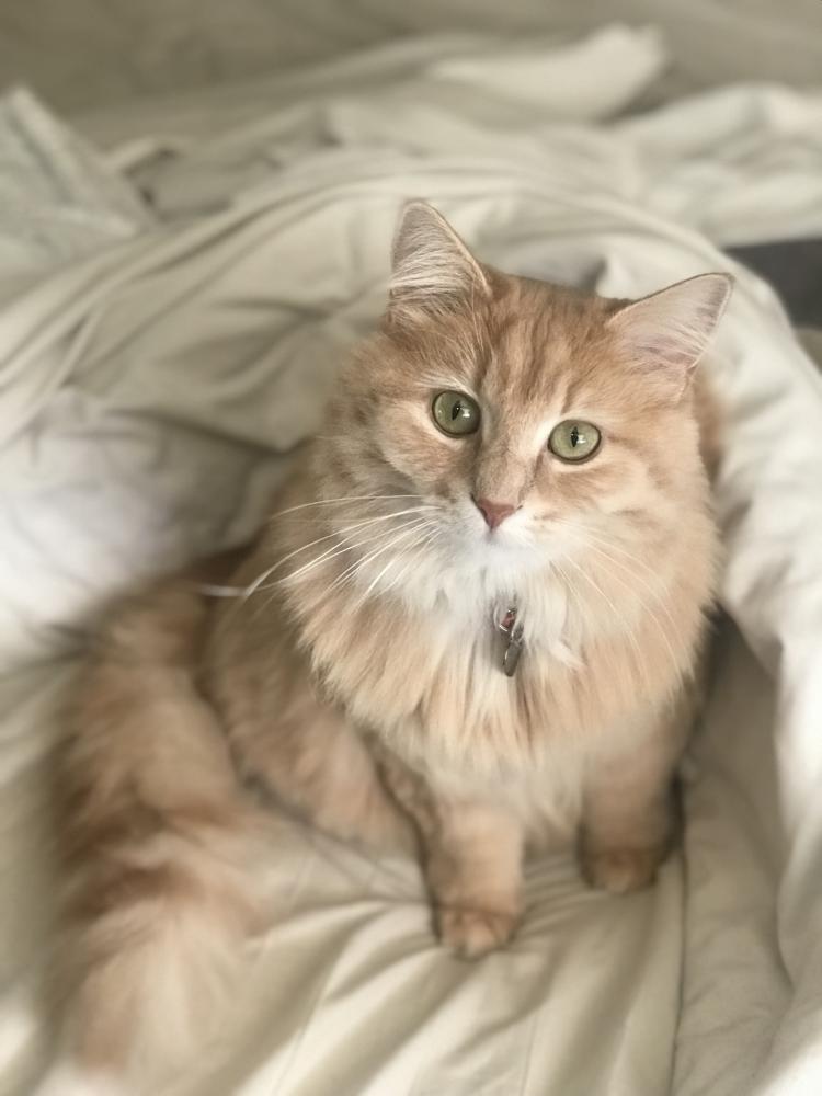Image of Eleanor, Lost Cat