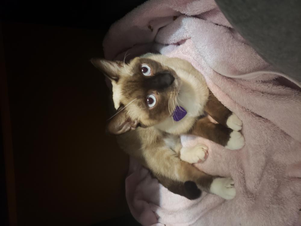Image of Kiki, Sierra, Lost Cat