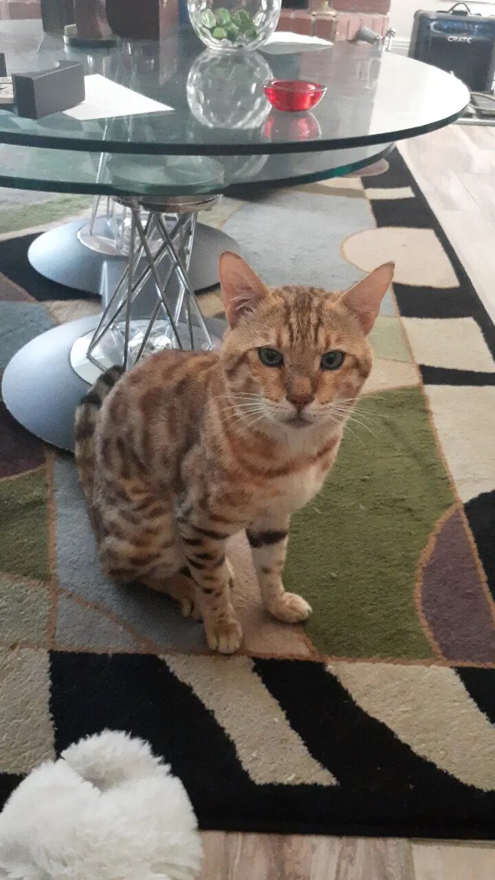 Image of Spot, Lost Cat
