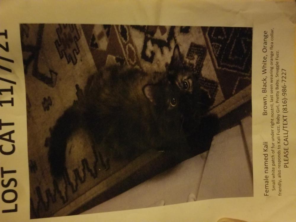 Image of Kali, Lost Cat
