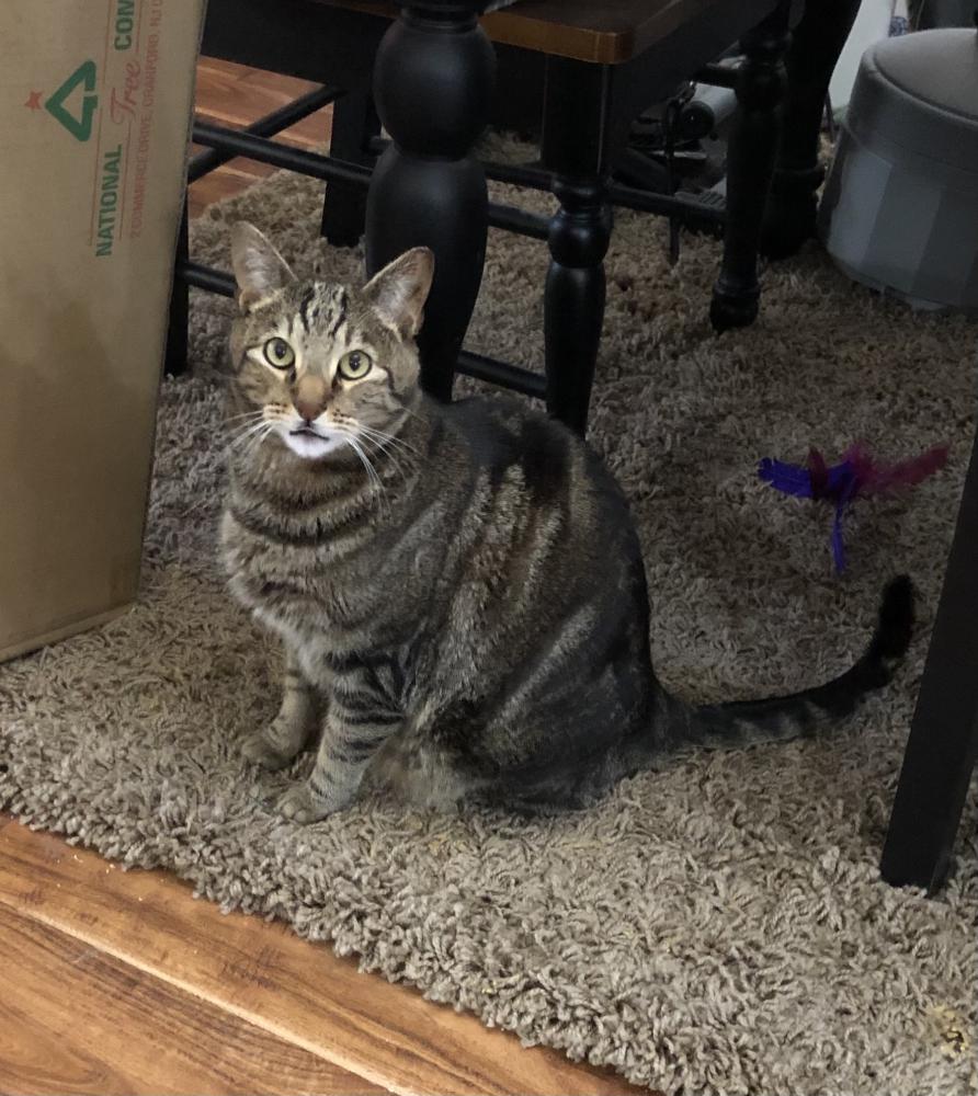 Image of Howie, Lost Cat