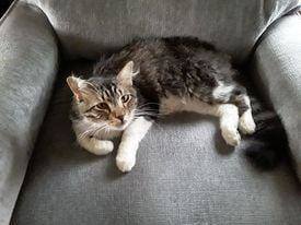 Image of Pooh Bear, Lost Cat