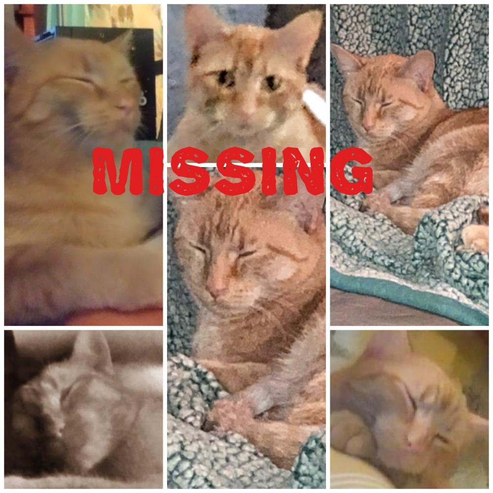Image of TANG, Lost Cat