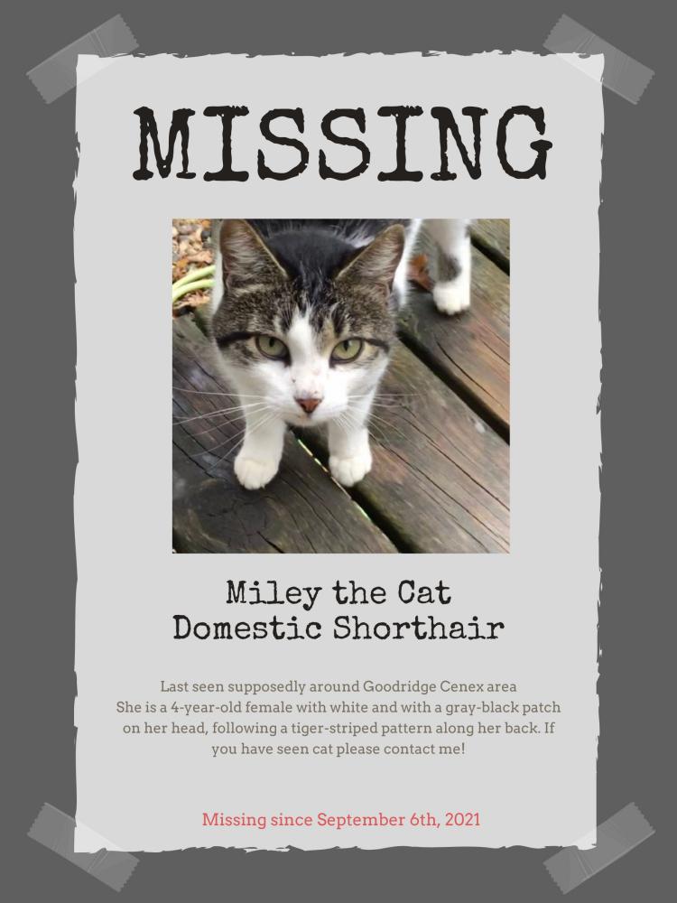 Image of Miley, Lost Cat