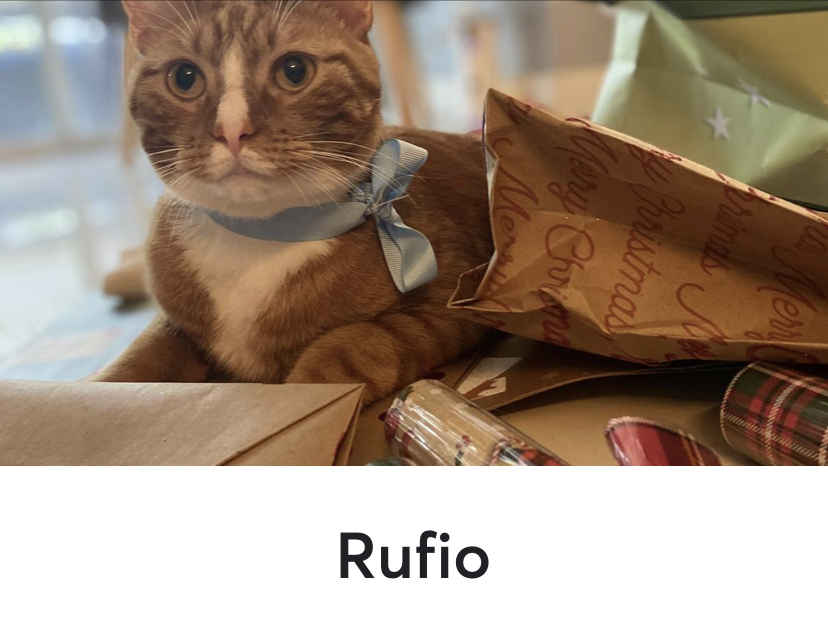 Image of Rufio, Lost Cat