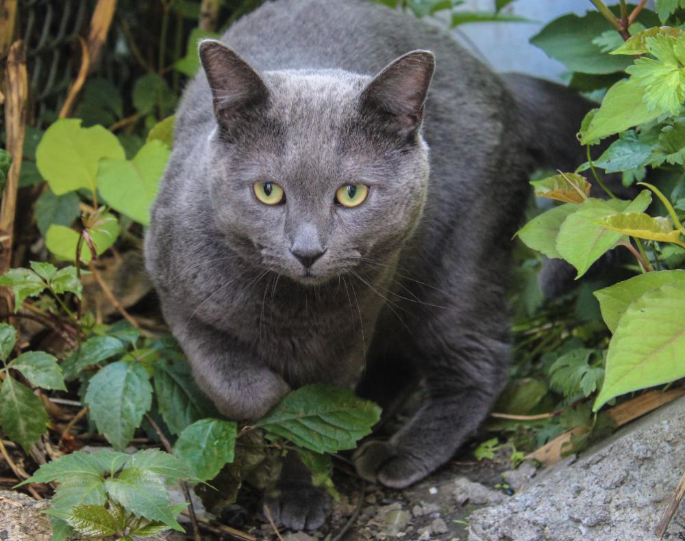 Image of Macy Gray, Lost Cat
