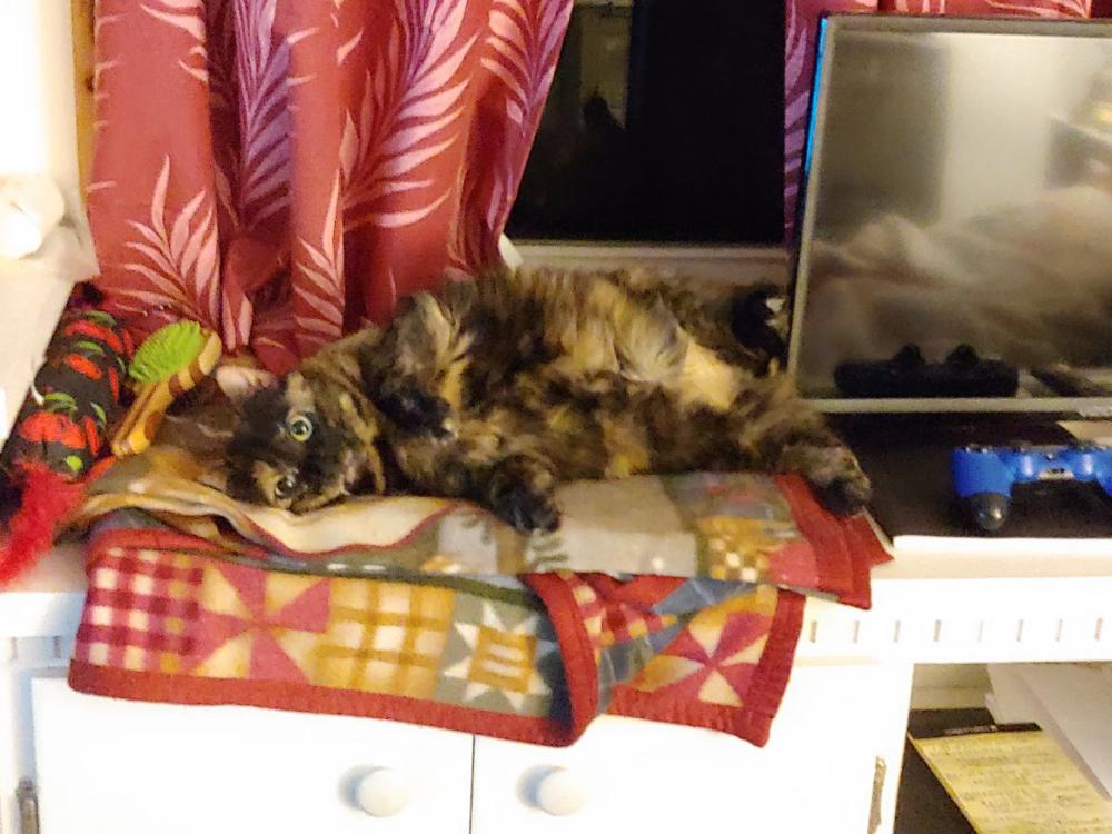 Image of Poppy the Tortie, Lost Cat