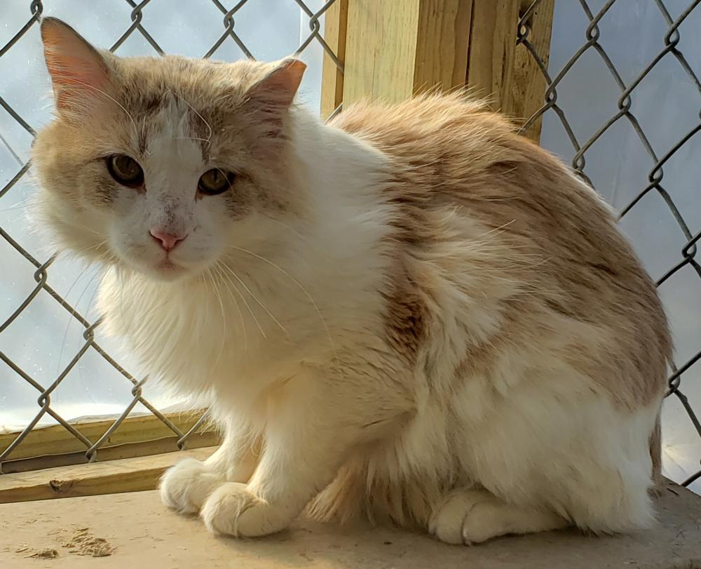 Image of Isildur, Lost Cat