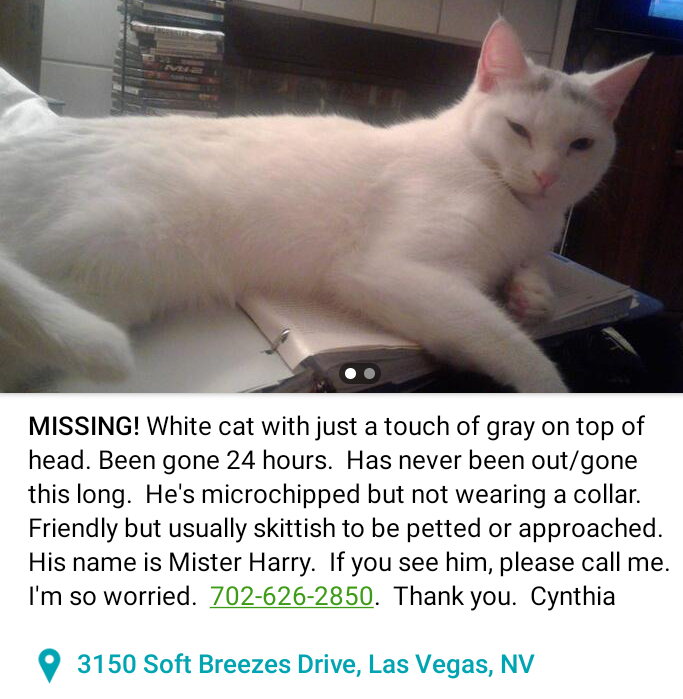 Image of Mister Harry, Lost Cat
