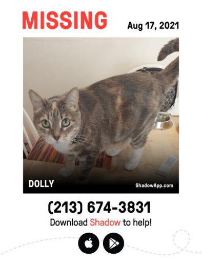 Image of Dolly, Lost Cat