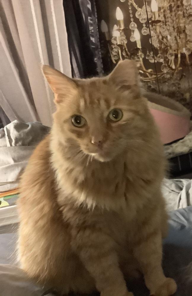 Image of Van Gogh, Lost Cat