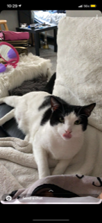Image of Prince (Black/White), Lost Cat