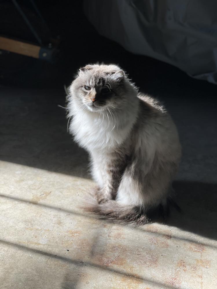 Image of Oatmeal, Lost Cat