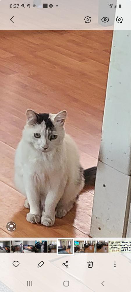 Image of Squeaks, Lost Cat