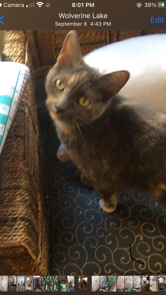 Image of Greta, Lost Cat
