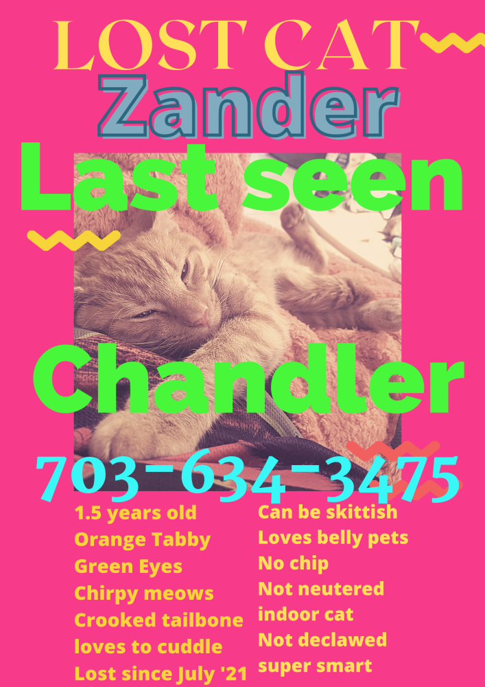 Image of Zander, Lost Cat