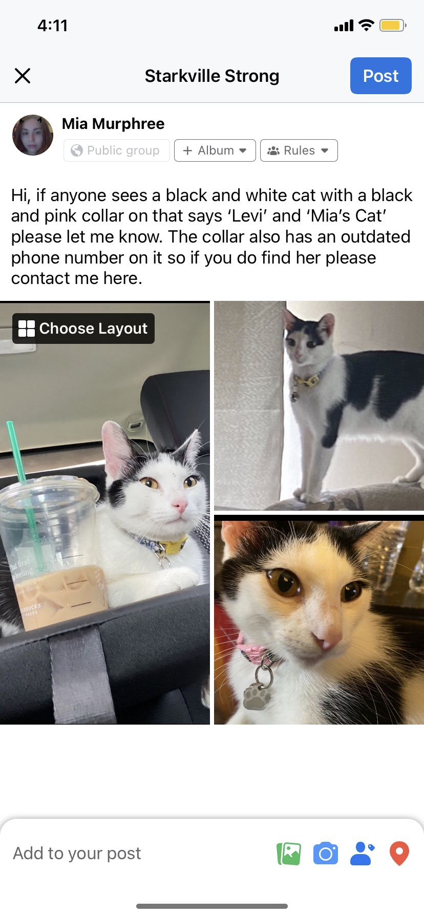 Image of Levi, Lost Cat