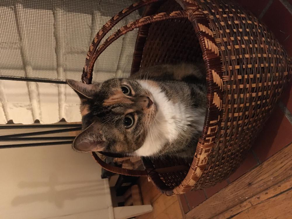 Image of Gabby, Lost Cat