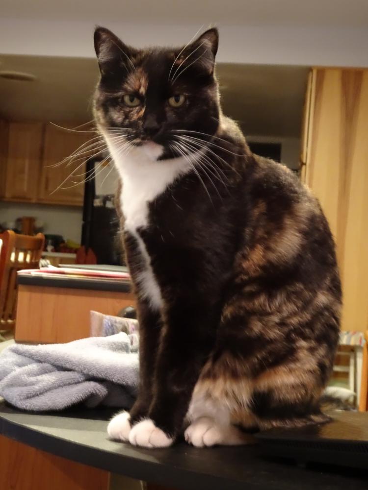 Image of Angie, Lost Cat