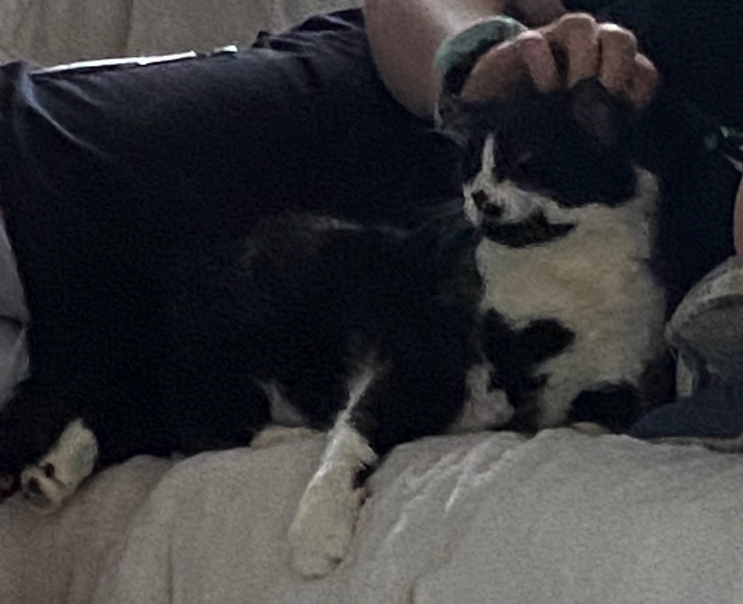 Image of Moe, Lost Cat