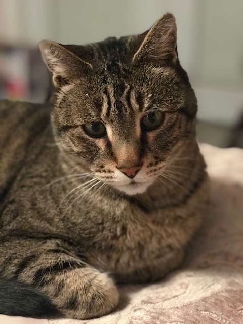 Image of Timi, Lost Cat