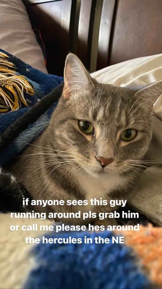 Image of jimmy, Lost Cat