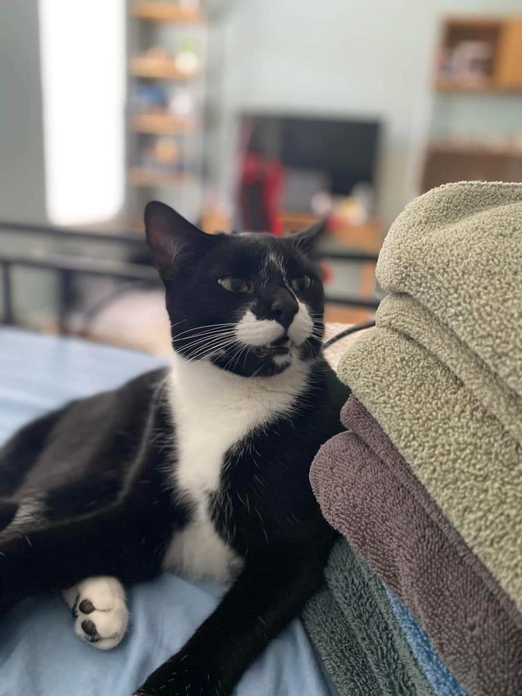 Image of Badger, Lost Cat