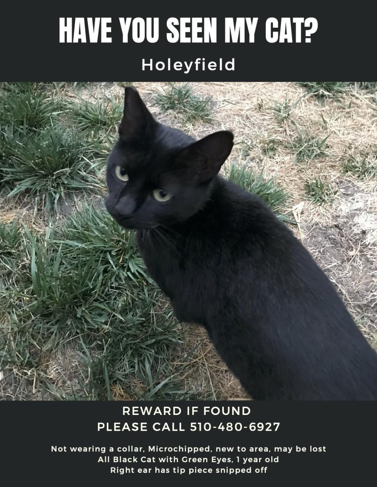 Image of Holeyfield, Lost Cat