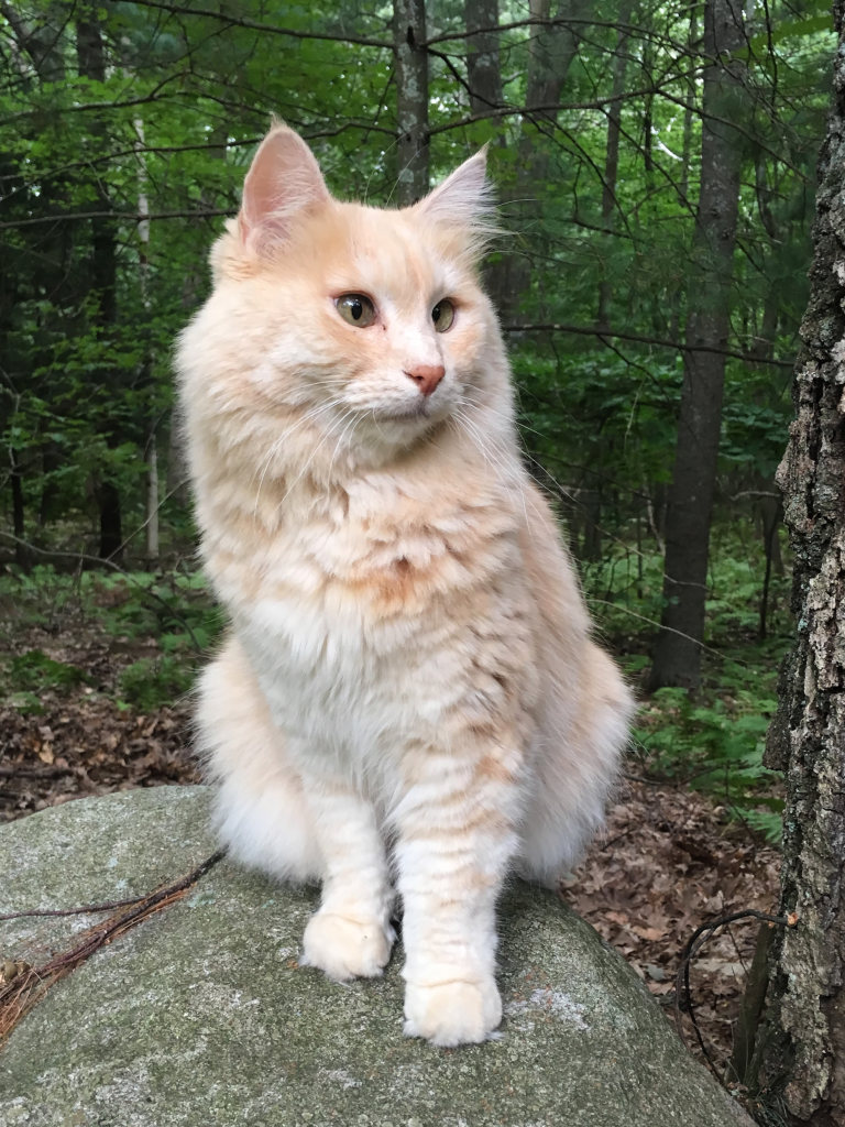 Image of Maxwell, Lost Cat