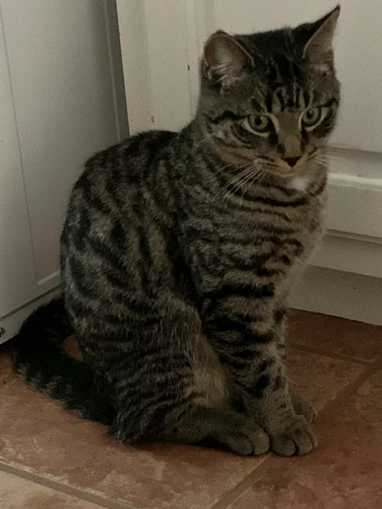Image of Percival “Percy”, Lost Cat
