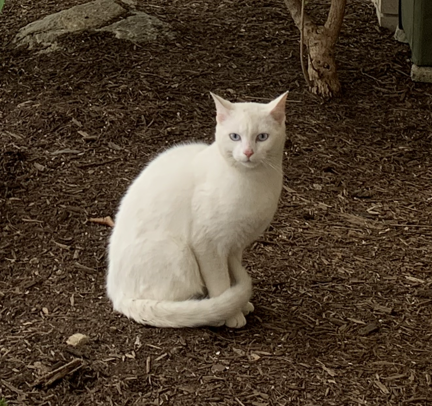 Image of Snow Flake, Lost Cat