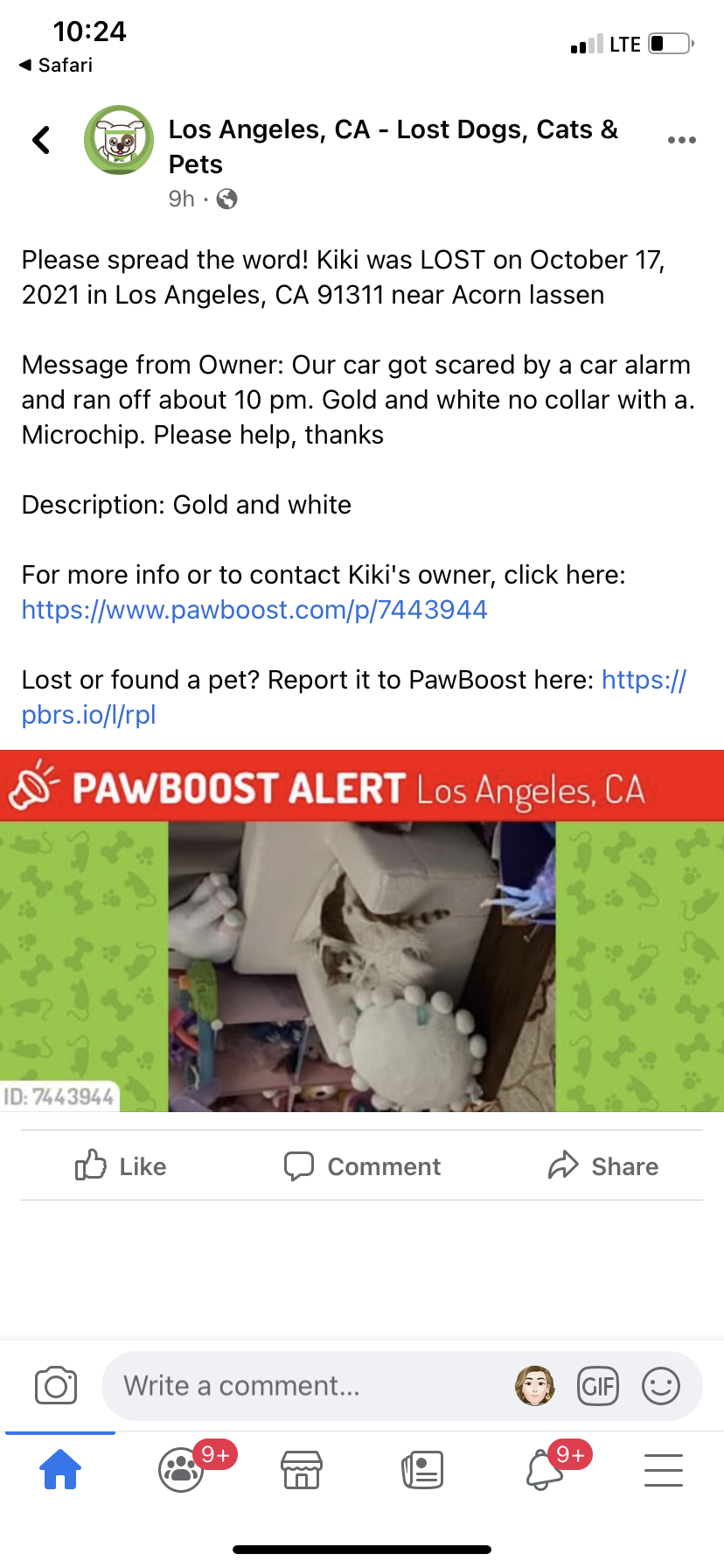 Image of Kiki, Lost Cat