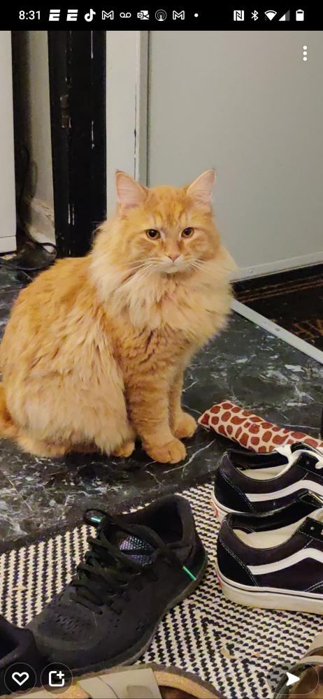 Image of Ozzie, Lost Cat