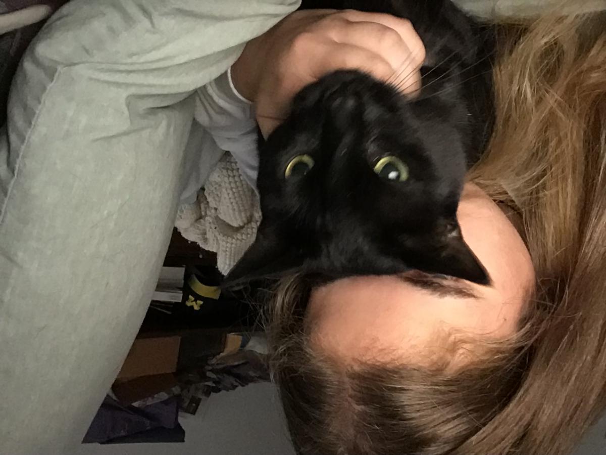 Image of Luna. All black, Lost Cat