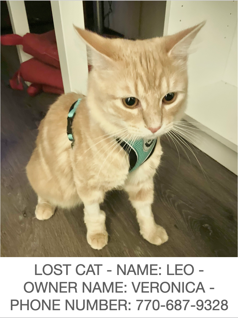 Image of LEO, Lost Cat
