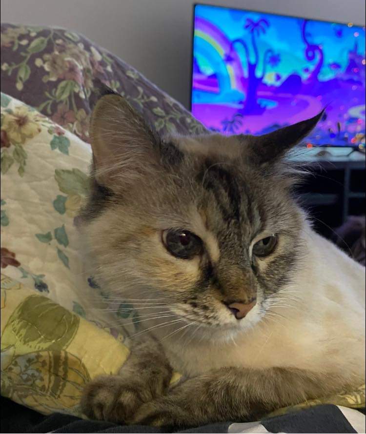 Image of Duchess, Lost Cat